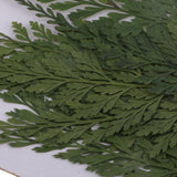 Maxbell 12 Pieces 7-8cm Length Real Pressed Leaves Dried Flowers Embellishments for Card making Scrapbooking Art Crafts DIY Handmade Floral Decorations - Aladdin Shoppers