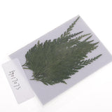 Maxbell 12 Pieces 7-8cm Length Real Pressed Leaves Dried Flowers Embellishments for Card making Scrapbooking Art Crafts DIY Handmade Floral Decorations - Aladdin Shoppers