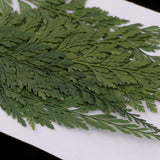 Maxbell 12 Pieces 7-8cm Length Real Pressed Leaves Dried Flowers Embellishments for Card making Scrapbooking Art Crafts DIY Handmade Floral Decorations - Aladdin Shoppers