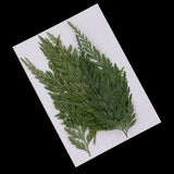 Maxbell 12 Pieces 7-8cm Length Real Pressed Leaves Dried Flowers Embellishments for Card making Scrapbooking Art Crafts DIY Handmade Floral Decorations - Aladdin Shoppers