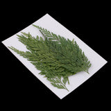 Maxbell 12 Pieces 7-8cm Length Real Pressed Leaves Dried Flowers Embellishments for Card making Scrapbooking Art Crafts DIY Handmade Floral Decorations - Aladdin Shoppers