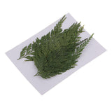 Maxbell 12 Pieces 7-8cm Length Real Pressed Leaves Dried Flowers Embellishments for Card making Scrapbooking Art Crafts DIY Handmade Floral Decorations - Aladdin Shoppers