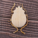 Maxbell Maxbell DIY Cute Insect Natural Wooden Ornaments Educational Toys For Children Kids