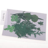 Maxbell 1 Pack Mixed Real Pressed Dried Flower Leaves Leaf Scrapbooking Embellishments for Wedding Invitation Card Making Green - Aladdin Shoppers