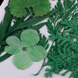 Maxbell 1 Pack Mixed Real Pressed Dried Flower Leaves Leaf Scrapbooking Embellishments for Wedding Invitation Card Making Green - Aladdin Shoppers