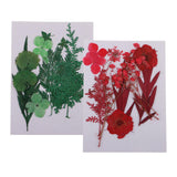 Maxbell 1 Pack Mixed Real Pressed Dried Flower Leaves Leaf Scrapbooking Embellishments for Wedding Invitation Card Making Green - Aladdin Shoppers