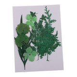 Maxbell 1 Pack Mixed Real Pressed Dried Flower Leaves Leaf Scrapbooking Embellishments for Wedding Invitation Card Making Green - Aladdin Shoppers