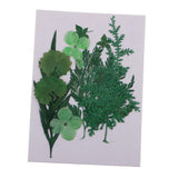 Maxbell 1 Pack Mixed Real Pressed Dried Flower Leaves Leaf Scrapbooking Embellishments for Wedding Invitation Card Making Green - Aladdin Shoppers