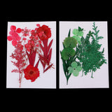 Maxbell 1 Pack Mixed Real Pressed Dried Flower Leaves Leaf Scrapbooking Embellishments for Wedding Invitation Card Making Green - Aladdin Shoppers