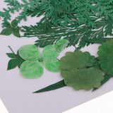 Maxbell 1 Pack Mixed Real Pressed Dried Flower Leaves Leaf Scrapbooking Embellishments for Wedding Invitation Card Making Green - Aladdin Shoppers