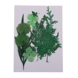 Maxbell 1 Pack Mixed Real Pressed Dried Flower Leaves Leaf Scrapbooking Embellishments for Wedding Invitation Card Making Green - Aladdin Shoppers