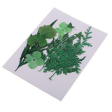 Maxbell 1 Pack Mixed Real Pressed Dried Flower Leaves Leaf Scrapbooking Embellishments for Wedding Invitation Card Making Green - Aladdin Shoppers