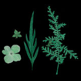 Maxbell 1 Pack Mixed Real Pressed Dried Flower Leaves Leaf Scrapbooking Embellishments for Wedding Invitation Card Making Green - Aladdin Shoppers