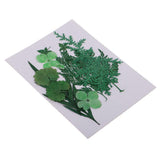 Maxbell 1 Pack Mixed Real Pressed Dried Flower Leaves Leaf Scrapbooking Embellishments for Wedding Invitation Card Making Green - Aladdin Shoppers