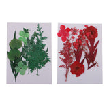 Maxbell 1 Pack Mixed Real Pressed Dried Flower Leaves Leaf Scrapbooking Embellishments for Wedding Invitation Card Making Green - Aladdin Shoppers