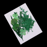Maxbell 1 Pack Mixed Real Pressed Dried Flower Leaves Leaf Scrapbooking Embellishments for Wedding Invitation Card Making Green - Aladdin Shoppers