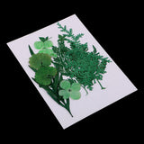 Maxbell 1 Pack Mixed Real Pressed Dried Flower Leaves Leaf Scrapbooking Embellishments for Wedding Invitation Card Making Green - Aladdin Shoppers