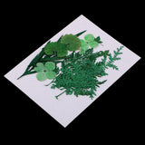 Maxbell 1 Pack Mixed Real Pressed Dried Flower Leaves Leaf Scrapbooking Embellishments for Wedding Invitation Card Making Green - Aladdin Shoppers