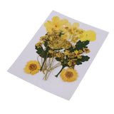 1 Bag Real Pressed Leaves Natural Dried Flowers for Scrapbooking Card making