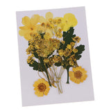 1 Bag Real Pressed Leaves Natural Dried Flowers for Scrapbooking Card making