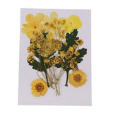 1 Bag Real Pressed Leaves Natural Dried Flowers for Scrapbooking Card making