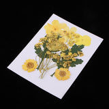 1 Bag Real Pressed Leaves Natural Dried Flowers for Scrapbooking Card making
