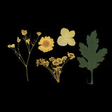 1 Bag Real Pressed Leaves Natural Dried Flowers for Scrapbooking Card making