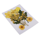 1 Bag Real Pressed Leaves Natural Dried Flowers for Scrapbooking Card making