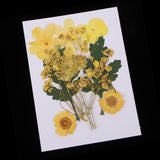 1 Bag Real Pressed Leaves Natural Dried Flowers for Scrapbooking Card making