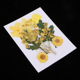 1 Bag Real Pressed Leaves Natural Dried Flowers for Scrapbooking Card making