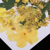 1 Bag Real Pressed Leaves Natural Dried Flowers for Scrapbooking Card making