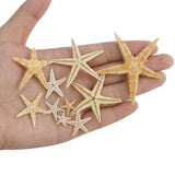 Maxbell Natural Starfish Seashells Wedding Display Craft Aquarium Decorations