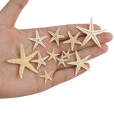 Maxbell Natural Starfish Seashells Wedding Display Craft Aquarium Decorations