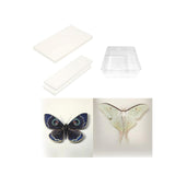 Maxbell Making Butterfly Specimen Tool for Wedding Living Room Durable Display Case