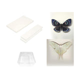 Maxbell Making Butterfly Specimen Tool for Wedding Living Room Durable Display Case
