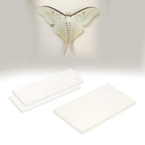 Maxbell Making Butterfly Specimen Tool for Wedding Living Room Durable Display Case