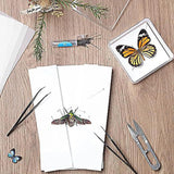 Maxbell Making Butterfly Specimen Tool for Wedding Living Room Durable Display Case