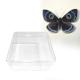 Maxbell Making Butterfly Specimen Tool for Wedding Living Room Durable Display Case