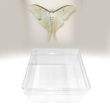 Maxbell Making Butterfly Specimen Tool for Wedding Living Room Durable Display Case