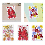 Maxbell Dried Pressed Flowers Mixed Decorative for Nail Art Candle Soap Making Epoxy Orange Pink