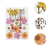Maxbell Dried Pressed Flowers Mixed Decorative for Nail Art Candle Soap Making Epoxy Orange Pink