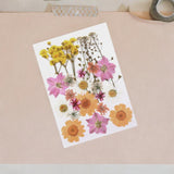 Maxbell Dried Pressed Flowers Mixed Decorative for Nail Art Candle Soap Making Epoxy Orange Pink