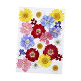 Maxbell Dried Pressed Flowers Mixed Decorative for Nail Art Candle Soap Making Epoxy Violet Red