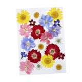 Maxbell Dried Pressed Flowers Mixed Decorative for Nail Art Candle Soap Making Epoxy Violet Red