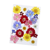Maxbell Dried Pressed Flowers Mixed Decorative for Nail Art Candle Soap Making Epoxy Violet Red