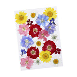 Maxbell Dried Pressed Flowers Mixed Decorative for Nail Art Candle Soap Making Epoxy Violet Red