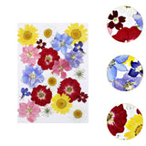 Maxbell Dried Pressed Flowers Mixed Decorative for Nail Art Candle Soap Making Epoxy Violet Red