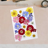Maxbell Dried Pressed Flowers Mixed Decorative for Nail Art Candle Soap Making Epoxy Violet Red