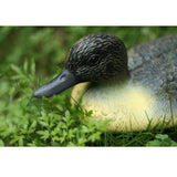 Maxbell Fishing Hunting Decoy Plastic Duck Decoy Drake w/ Weighted Floating Keel #3