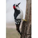 Maxbell Realistic Artificial Feather Animal Woodpecker Garden Figurine Decoration